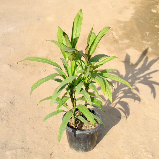 Buy Dracaena Green | 8 Inch Plant Nursery pot โ Outdoor plant online at Limkrt India