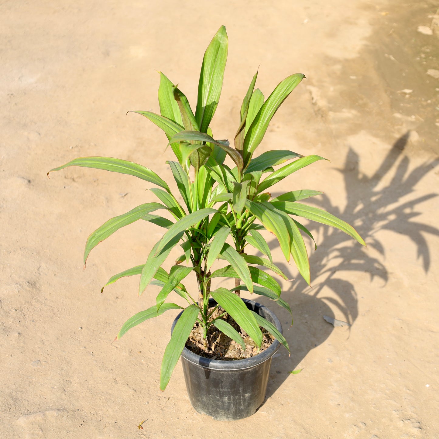 Dracaena Green | 8 inch Nursery pot