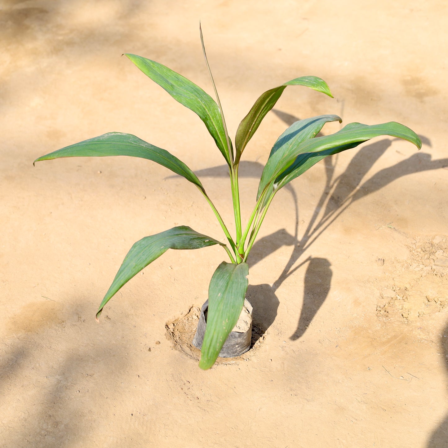 Dracaena Mahatma | 4 inch nusery bag