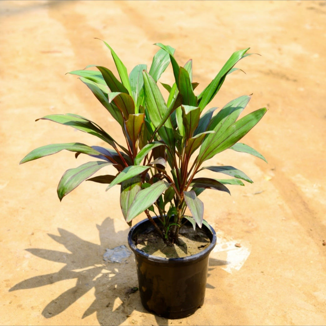 Dracaena Mahatma | 8 inch nursery pot