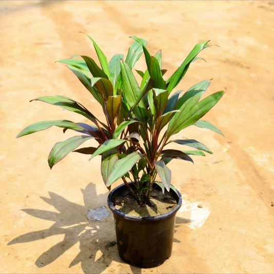 Dracaena Mahatma | 8 inch nursery pot