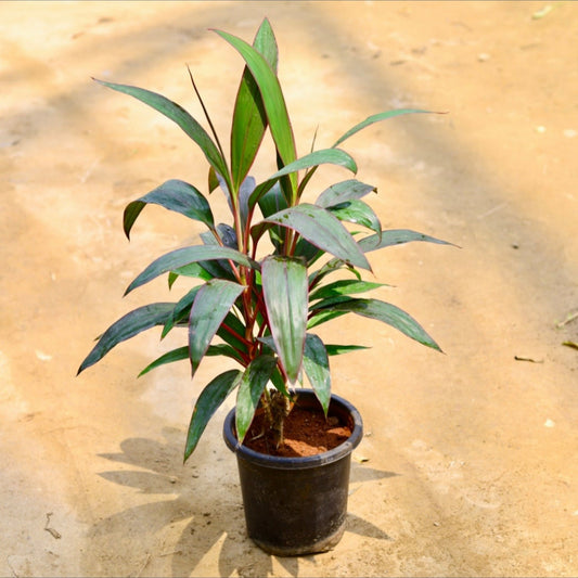 Dracaena Rosea Long | 8 inch nursery pot