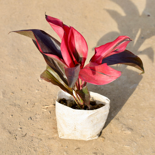 Buy Dracaena Rosea | 4 Inch Plant Nursery Bag โ Outdoor plant online at Limkrt India