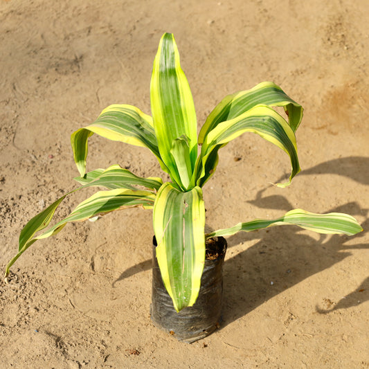 Buy Dracaena Victoria | 6 in nursery bag โ Outdoor plant online at Limkrt India