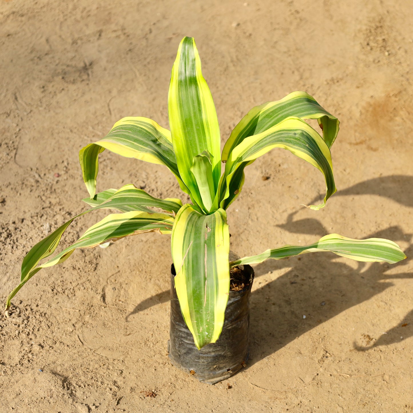 Dracaena Victoria | 6 in nursery bag