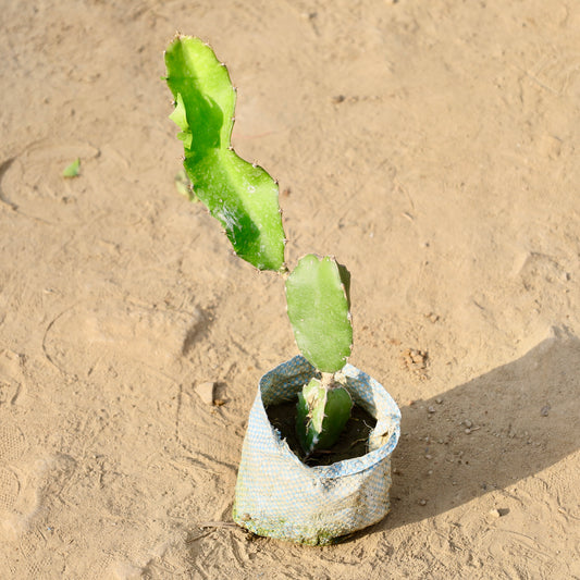 Buy Dragon Fruit | 4 Inch Plant nursery bag โ Outdoor plant online at Limkrt India