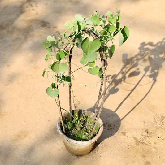 Buy Duck Vine | 8 in clay pot โ Outdoor plant online at Limkrt India