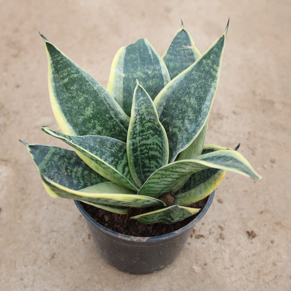 Dwarf Snake Yellow | 4 inch nursery pot