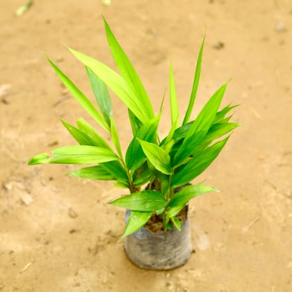 Elaichi (Cardamom) | 4 inch poly bag