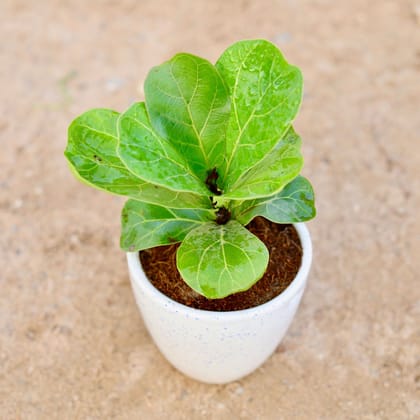 Buy Fiddle Leaf-Fycus Lyrata |4 Inch Plant white classy ceramic pot โ Outdoor plant online at Limkrt India