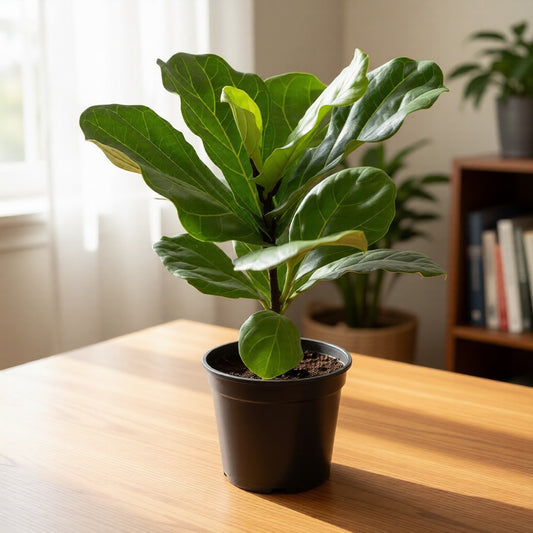 Fiddle Leaf (Ficus Lyrata) | 6 inch nursery pot