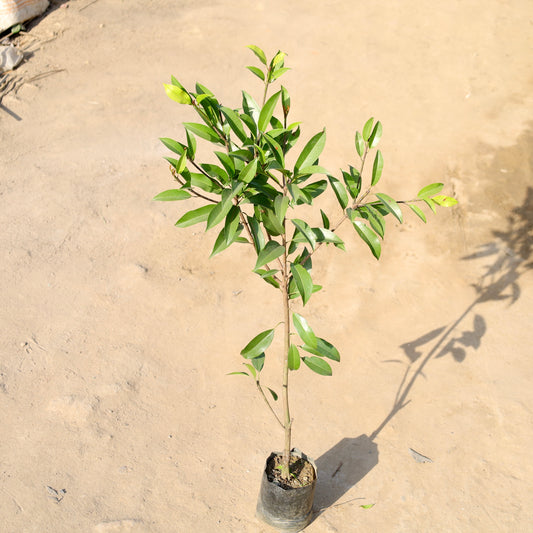 Buy First Love Yellow | 5 Inch Plant nursery bag โ Outdoor plant online at Limkrt India