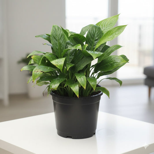Peace Lily Bushy in 6 Inch Nursery Pot