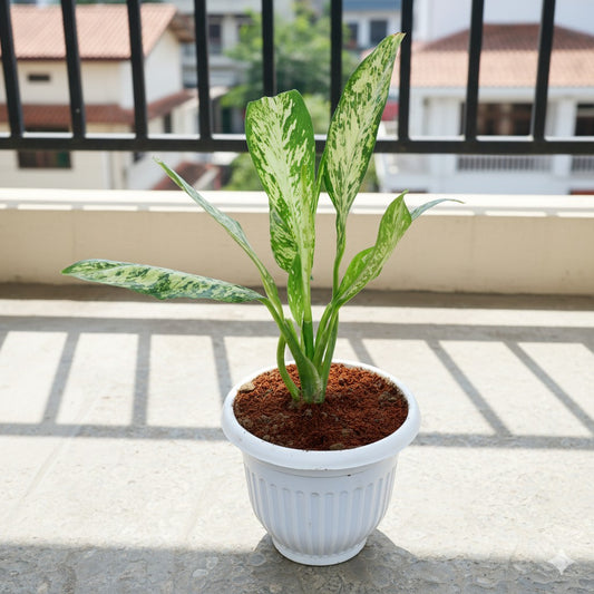 Dieffenbachia Vesuvius | 8 inch White Olive Plastic Pot