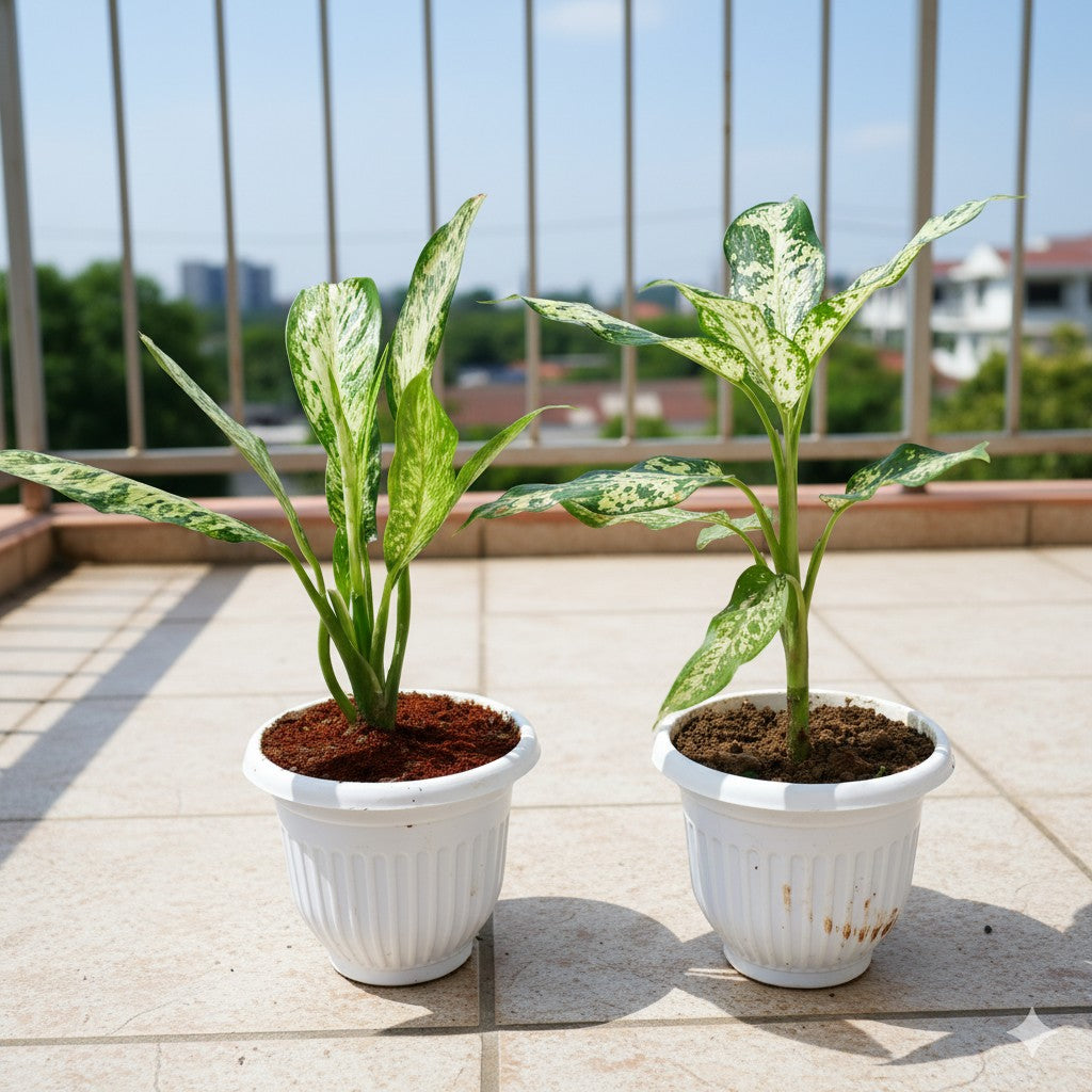 Dieffenbachia vesuvius and Aglaonema Silver Lady | 8 inch white olive plastic pot
