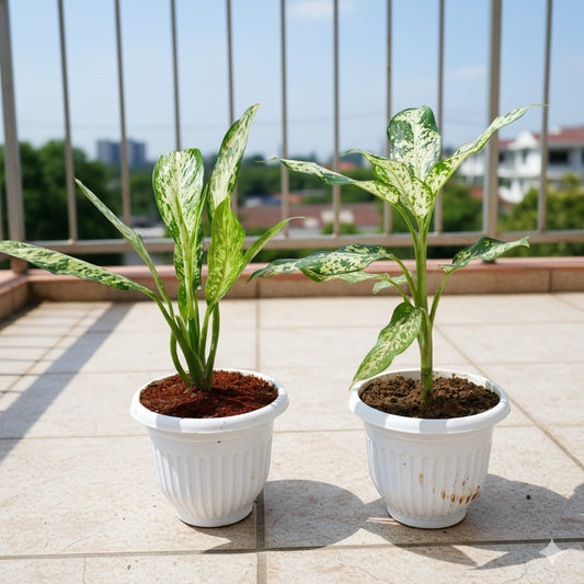 Dieffenbachia vesuvius and Aglaonema Silver Lady | 8 inch white olive plastic pot