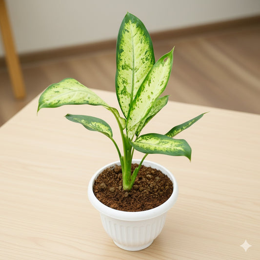 Dieffenbachia marry in 8 inch white olive plastic pot