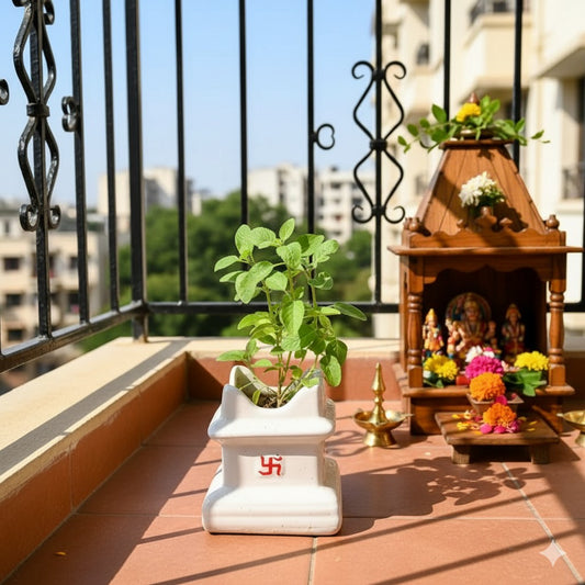 Rama tulsi | 5*6 inch tulsi ceramic planter (any color)