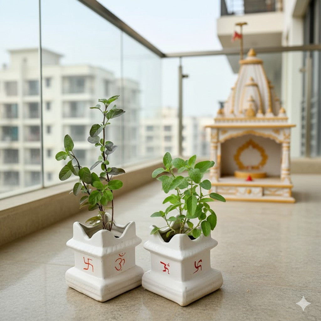 Set of to Rama and shyama tulsi | 5*6 inch tulsi ceramic planter (any color)