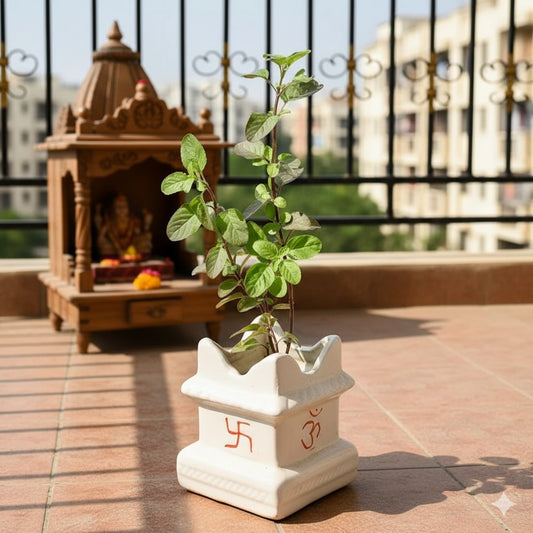 Shyama tulsi | 5*6 inch tulsi ceramic planter (any color)