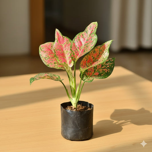 Aglaonema red beauty | 4 inch nursery bag