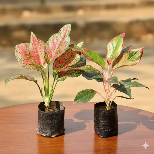 Set of 2 Aglaonema red beauty and Lipstick | 4 inch nursery bag