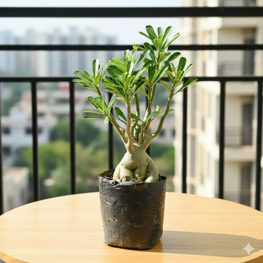 Buy Adenium bonsai 8 Years old | 10 Inch Plant nursery bag โ Outdoor plant online at Limkrt India