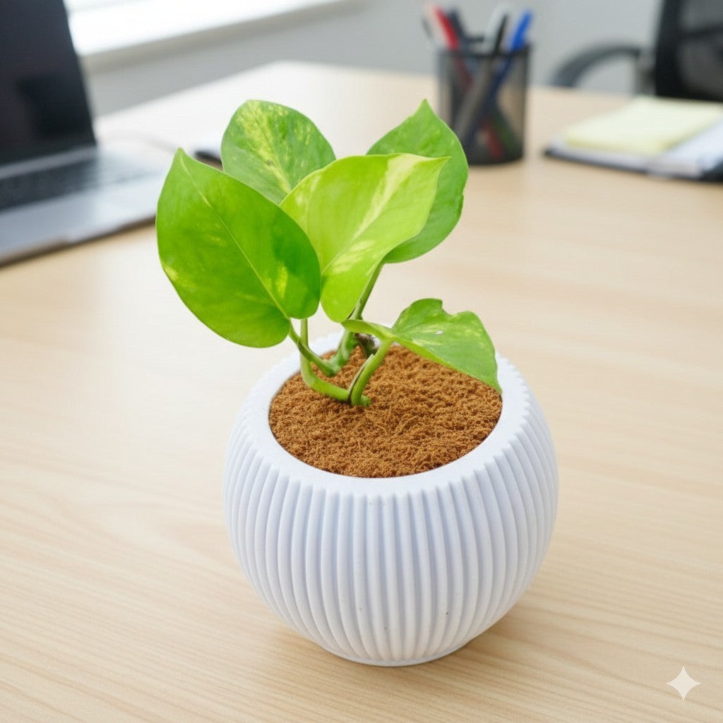 Money Plant Green | 5 inch pumpkin designer white plastic pot