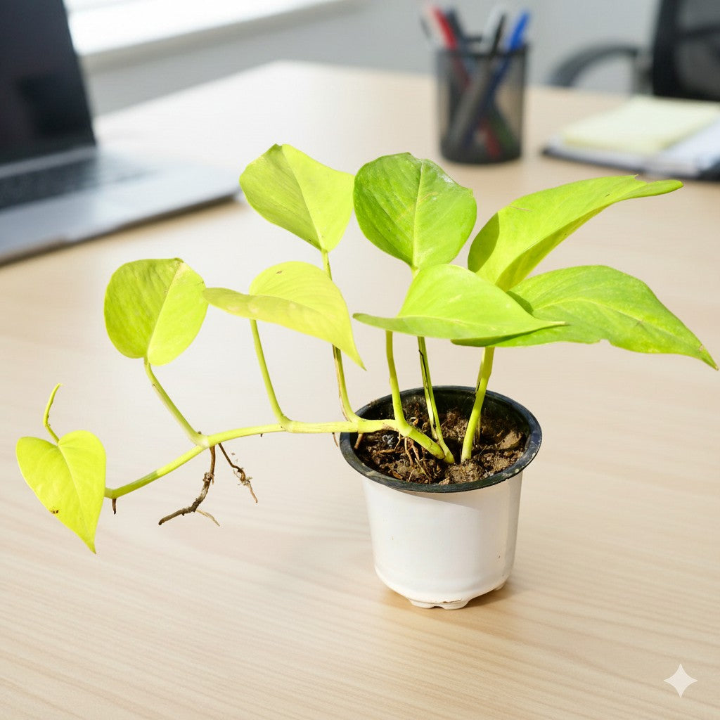 Money plant Golden Pothos | 4 inch nursery pot