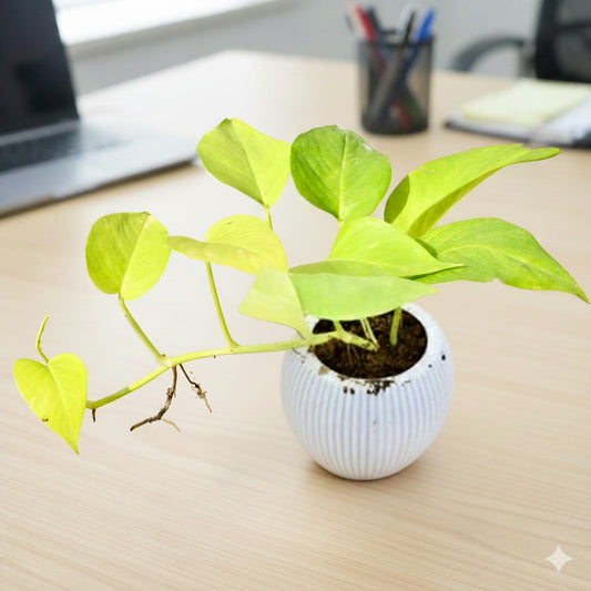 Money Plant Golden Pothos | 4 Inch Pumpkin Designer White Plastic Pot