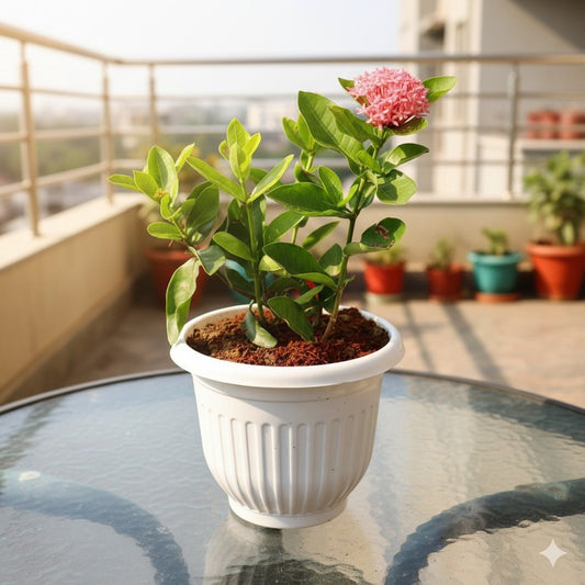 Buy Ixora dwarf pink | 8 Inch Plant white olive pot โ Outdoor plant online at Limkrt India
