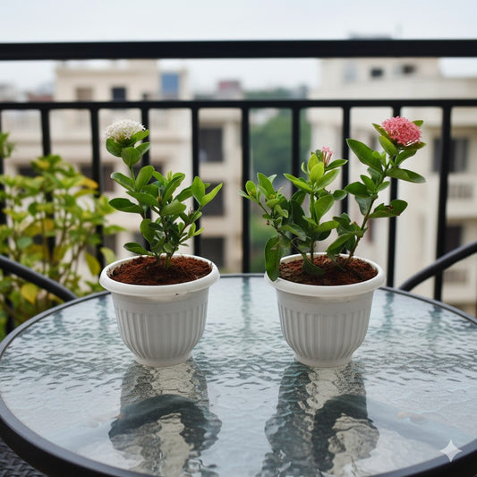 Set of 2 ixora dwarf white and pink | 8 inch white olive pot