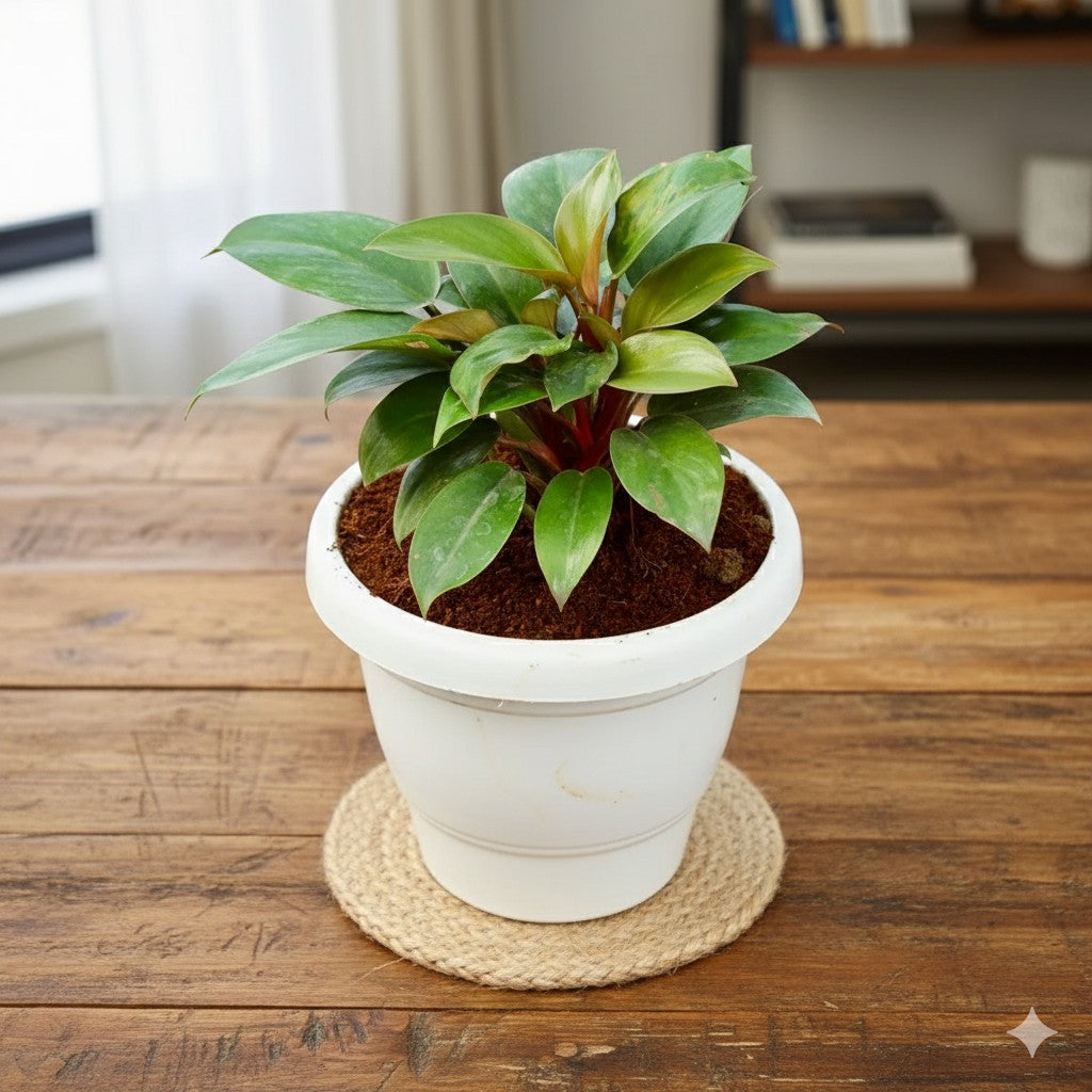 Philodendron Black | 8 inch white classy plastic pot