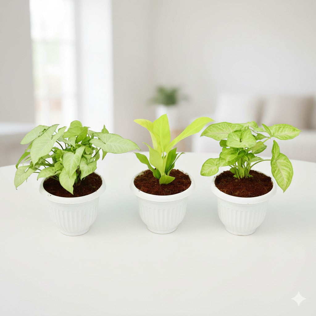 Set of 3 Syngonium white, Golden and Philedendron golden | 8 inch white olive plastic pot