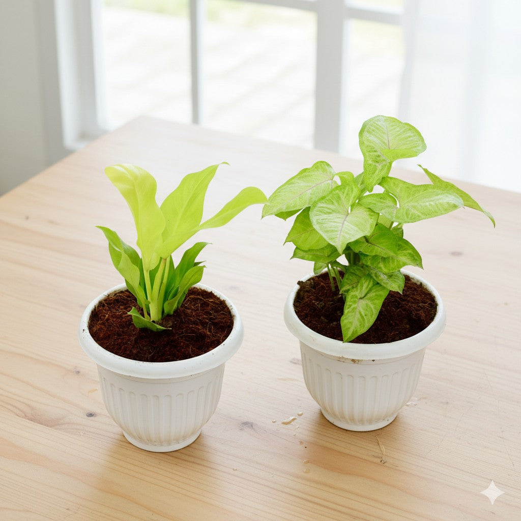 Set of 2 Philodendron Golden Ceylon and syngonium Golden | 8 inch white olive Plastic pot