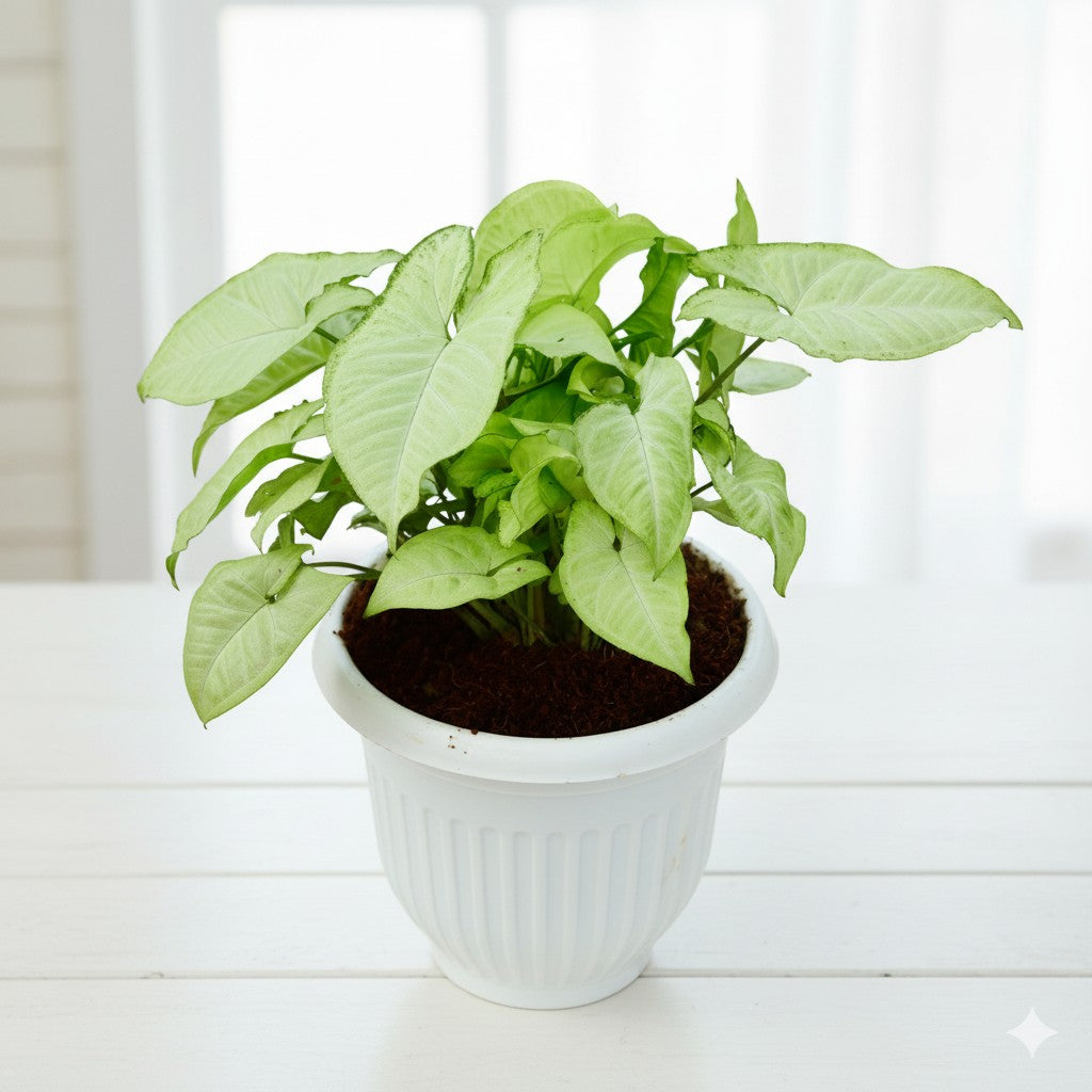 Syngonium White | 8 inch white olive plastic pot