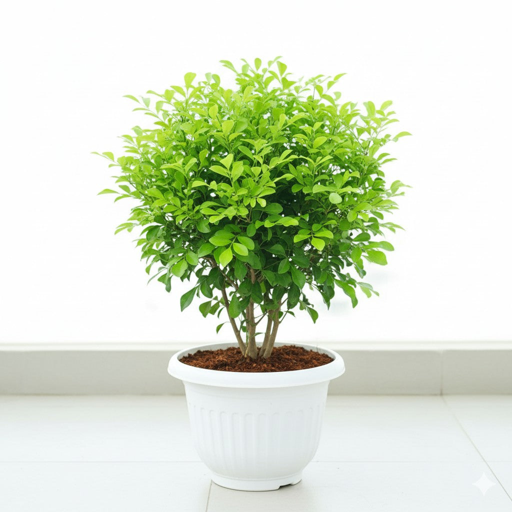 Madhu Kamini Dwarf Murraya In 10 Inch White Olive Plastic Pot