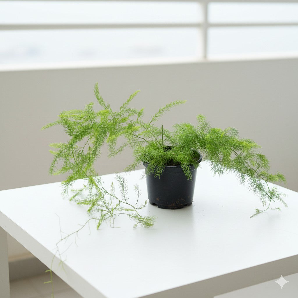 Shatavari Plant Long | 6 inch nursery pot