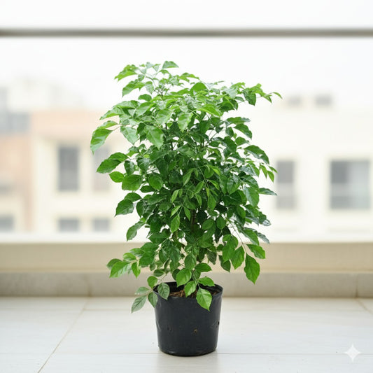 China Doll / Radermachera Bushy (~3-4 ft)  in 10 Inch Nursery Bag