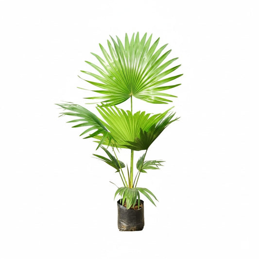 China Palm/ Fan palm (~1.5-2 ft) | 4 inch nursery bag
