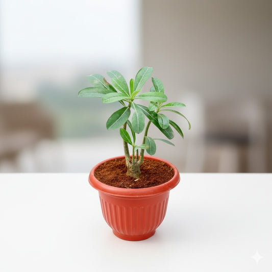 Adenium Red / Pink | 8 inch Olive red Plastic pot