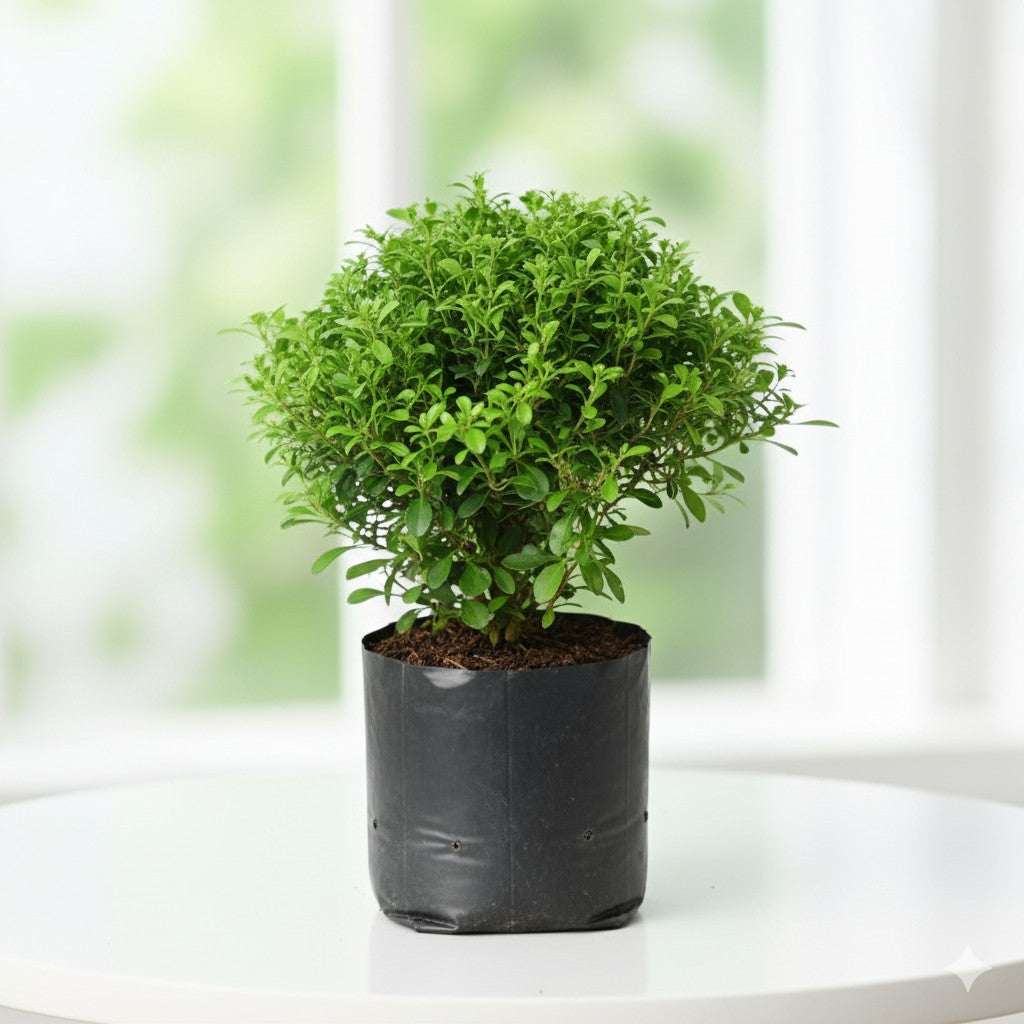 Table Kamini  Big Bushy | 8 inch nursery bag