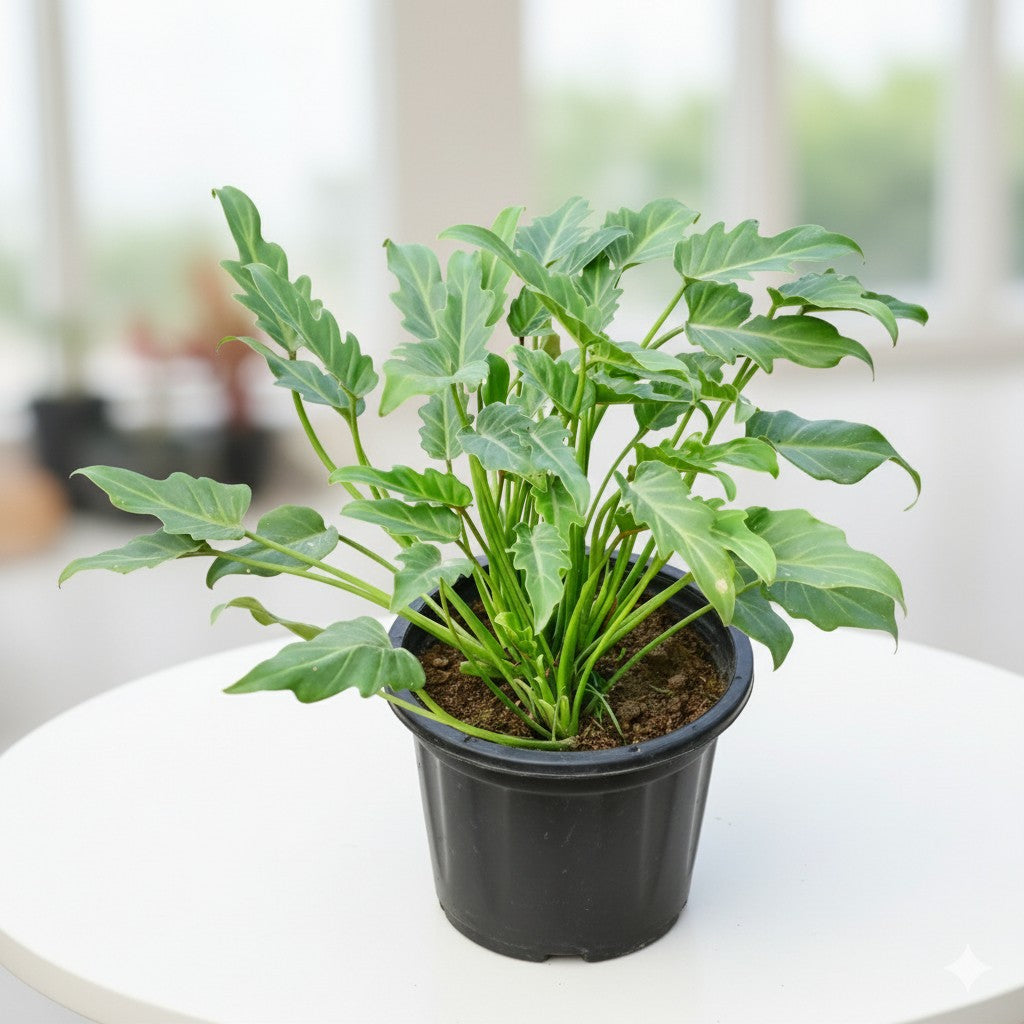 Xanadu Green | 8 inch Nursery pot