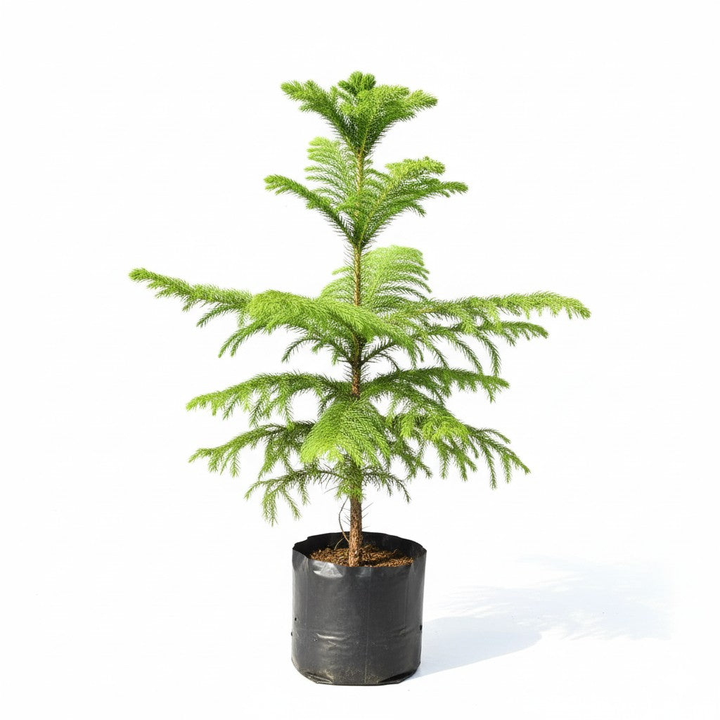 araucaria christmas tree (~1.5-2 ft ) in 4 inch nursery bag