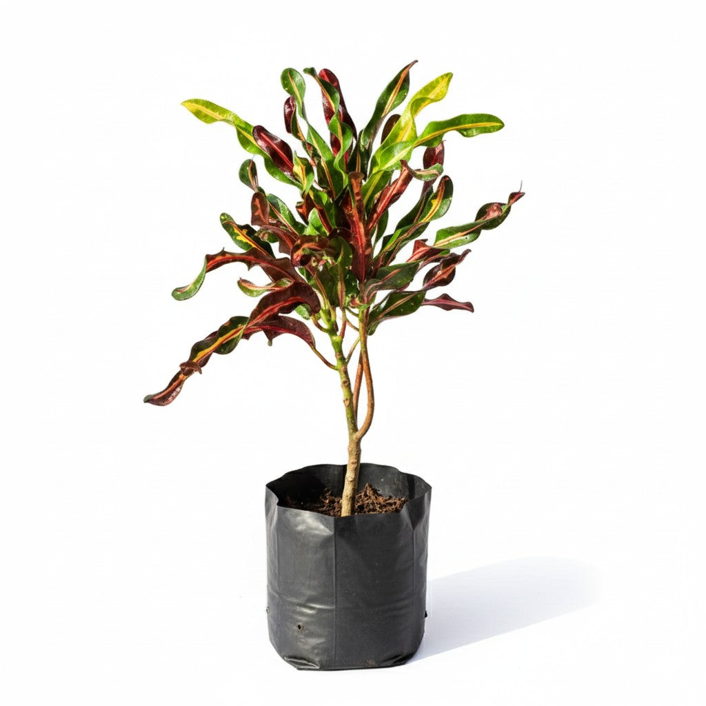 Croton curly boy / Screw Croton | 4 inch nursery bag