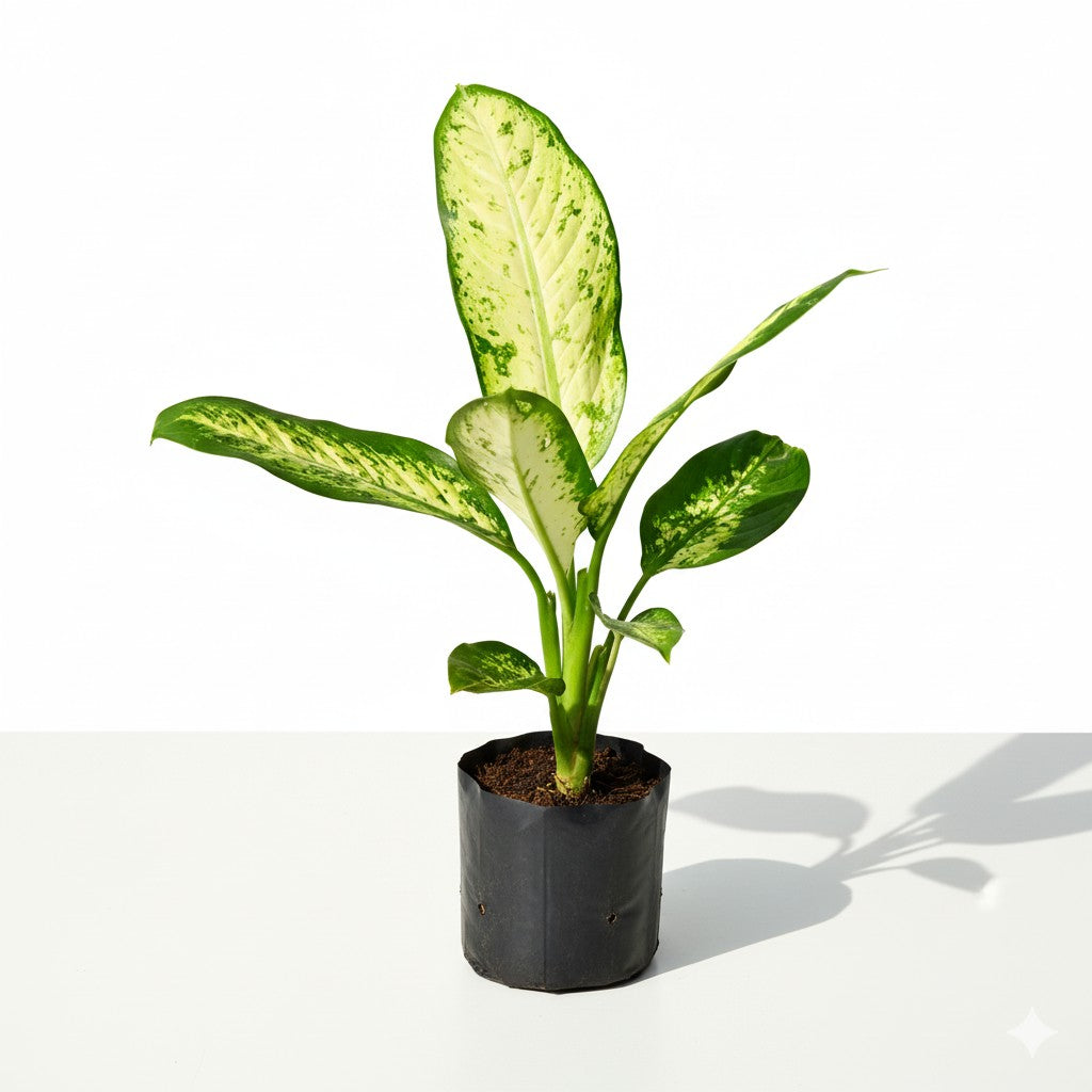Dieffenbachia Marry | 5 inch nursery bag