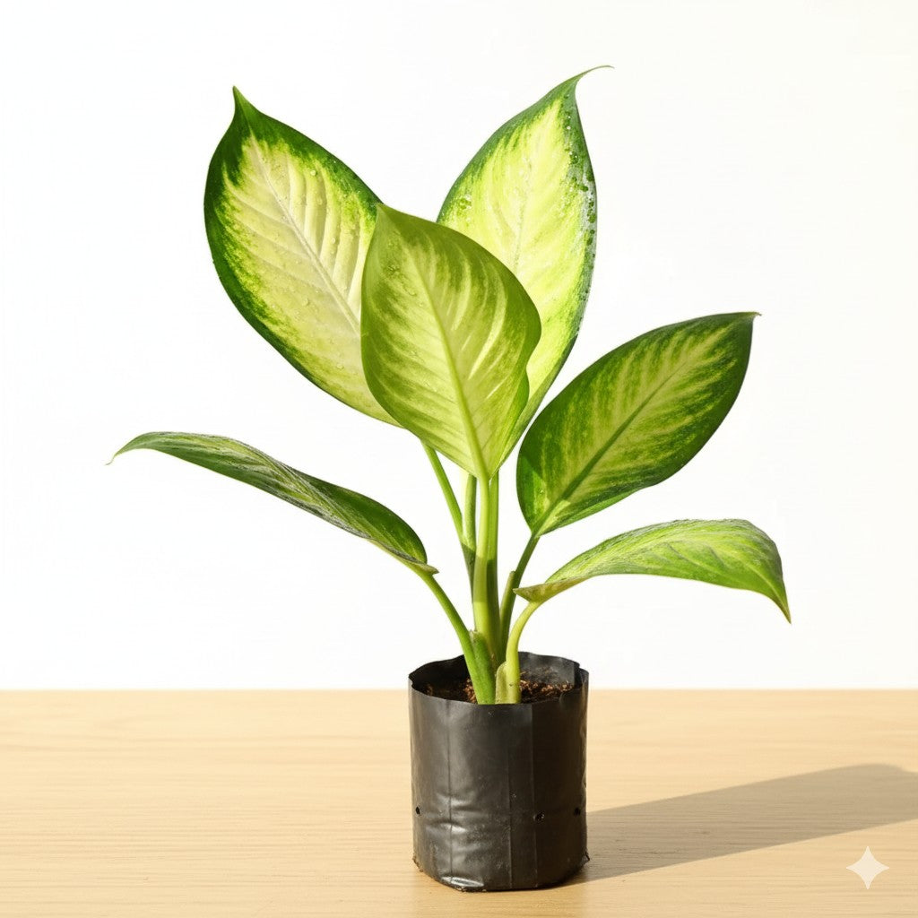 Aglaonema Mary Gold | 4 inch nursery bag