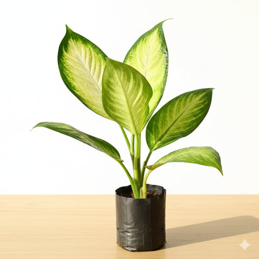 Aglaonema Mary Gold | 4 inch nursery bag