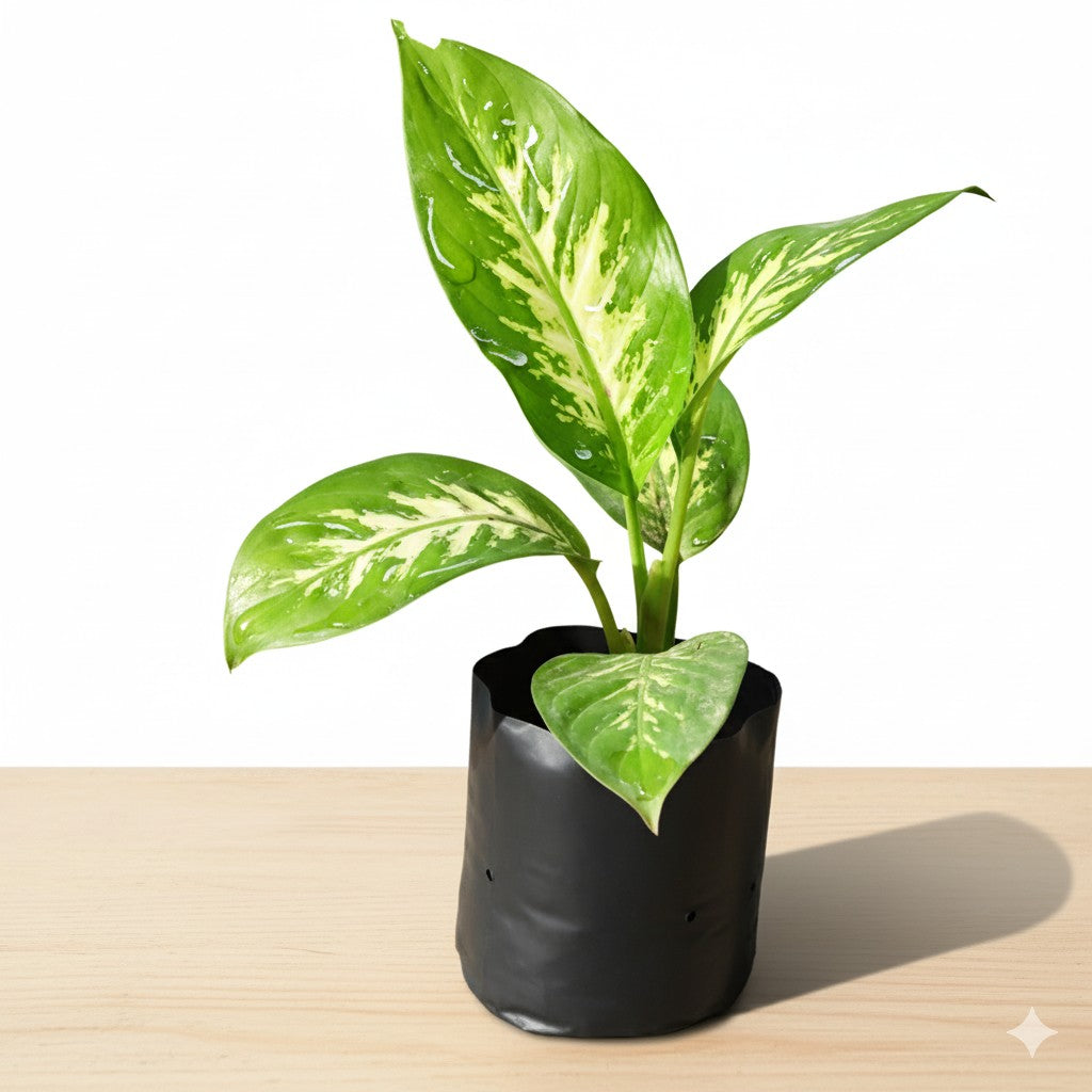 Dieffenbachia | 4 inch nursery bag