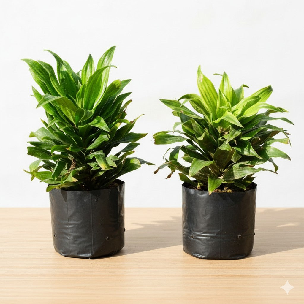 Set of 2 Dracaena compacta | 4 inch nursery bag